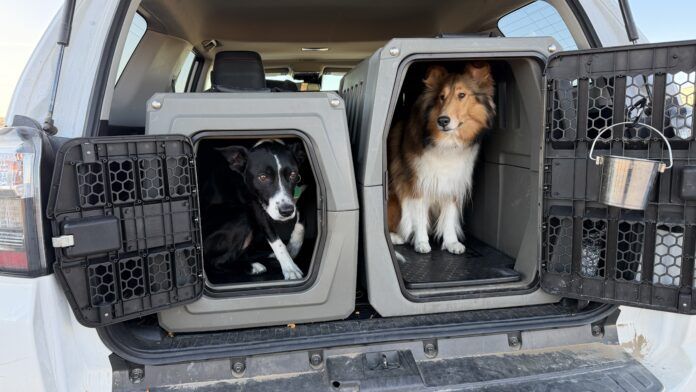 Travel with your dog in a care is best done with your dog safely secured to protect them, and prevent distraction.