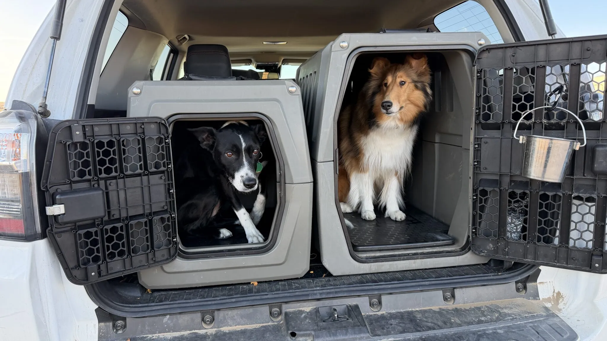 How To Travel With Your Dog