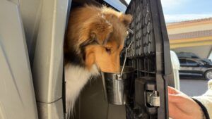 A dog eating out of a crate bucket hanging inside of a dog crate to ensure available food during travel.