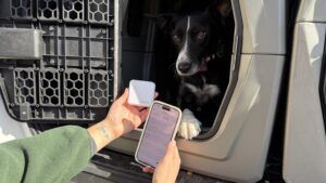 A temperature monitor can help ensure that your dog's traveling temperature remains at a safe level.