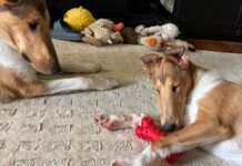 The best toys for puppies offer a range of options for engagement like smells, chewing, or tugging.