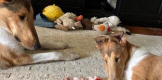 The best toys for puppies offer a range of options for engagement like smells, chewing, or tugging.