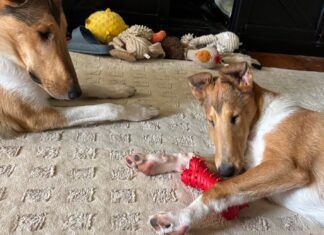 The best toys for puppies offer a range of options for engagement like smells, chewing, or tugging.