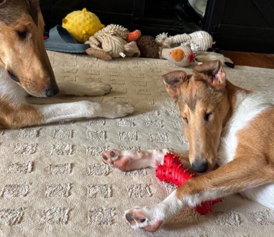 Best Toys for Puppies The best toys for puppies offer a range of options for engagement like smells, chewing, or tugging.