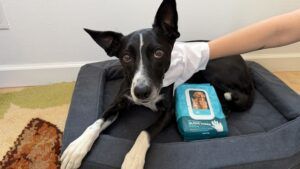 Disposable grooming gloves are great for wiping dogs down between baths.
