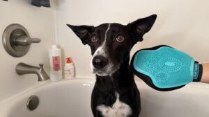 Dog grooming gloves can help get dog hair off of clothes and furniture as well as groom a dog.