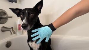 Inexpensive grooming gloves are a great choice for quick rubdowns.