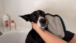 Reversible dog grooming gloves can help distribute the shampoo and conditioner used in the bath more evenly.