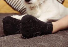 The Best Pet Hair Removers Pet hair removers can be a worthwhile investment for dealing with dog hair.