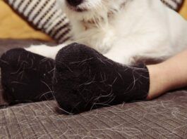 The Best Pet Hair Removers Pet hair removers can be a worthwhile investment for dealing with dog hair.