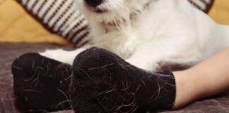 Pet hair removers can be a worthwhile investment for dealing with dog hair.