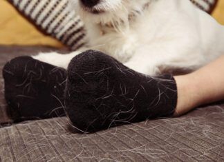 Pet hair removers can be a worthwhile investment for dealing with dog hair.