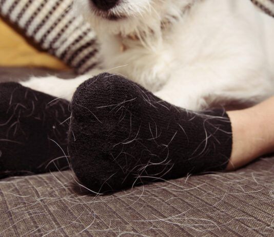 The Best Pet Hair Removers Pet hair removers can be a worthwhile investment for dealing with dog hair.