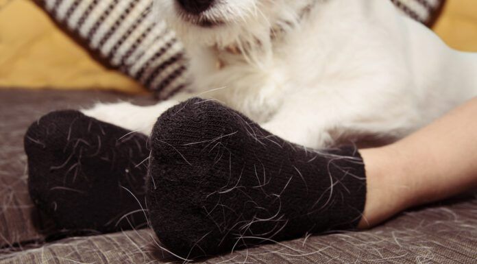 The Best Pet Hair Removers Pet hair removers can be a worthwhile investment for dealing with dog hair.