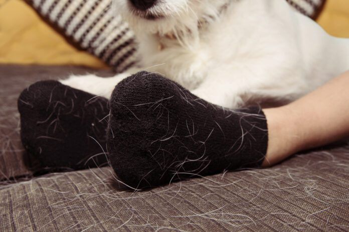 Pet hair removers can be a worthwhile investment for dealing with dog hair.
