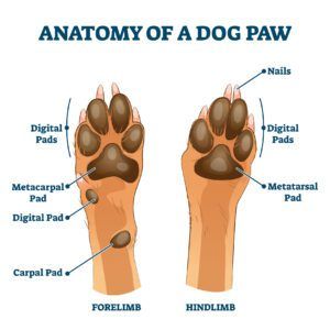 The anatomy of a dog paw with the individual elements labeled clearly.