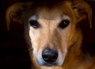 Fact or Fiction: Can Dogs Have PTSD? Increasingly it seems that dogs can suffer PTSD after trauma like humans.