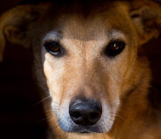 Fact or Fiction: Can Dogs Have PTSD? Increasingly it seems that dogs can suffer PTSD after trauma like humans.