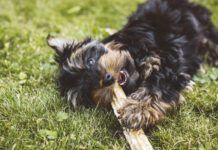 Yak Cheese for Dogs Yak cheese for dogs is hard, long lasting, but safe and tasty treat for dogs.