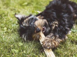 Yak cheese for dogs is hard, long lasting, but safe and tasty treat for dogs.