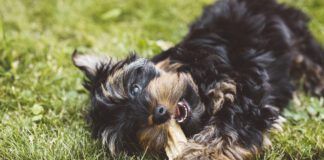 Yak cheese for dogs is hard, long lasting, but safe and tasty treat for dogs.