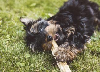 Yak cheese for dogs is hard, long lasting, but safe and tasty treat for dogs.