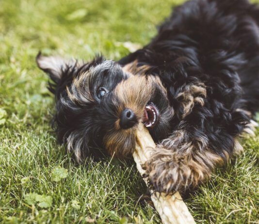 Yak Cheese for Dogs Yak cheese for dogs is hard, long lasting, but safe and tasty treat for dogs.