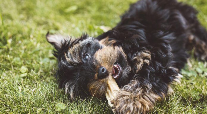 Yak cheese for dogs is hard, long lasting, but safe and tasty treat for dogs.