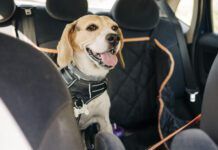 Tools to Improve Dog Car Safety A beagle dog wearing a car safety harness and in a car safety hammock.