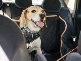 A beagle dog wearing a car safety harness and in a car safety hammock.