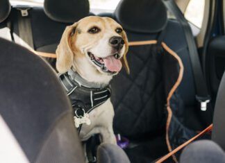 A beagle dog wearing a car safety harness and in a car safety hammock.