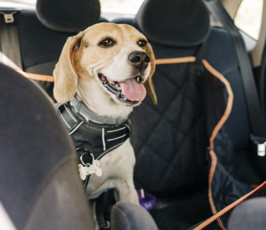 Tools to Improve Dog Car Safety A beagle dog wearing a car safety harness and in a car safety hammock.