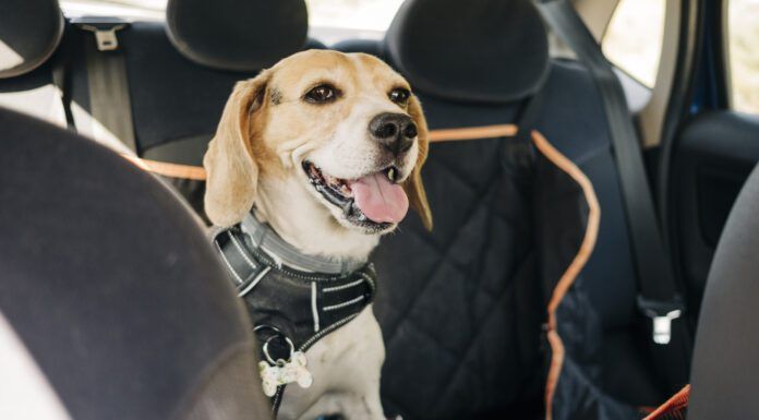 Tools to Improve Dog Car Safety A beagle dog wearing a car safety harness and in a car safety hammock.