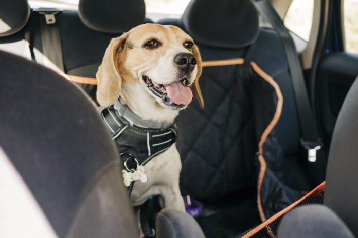 beagle dog traveling inside a car A beagle dog wearing a car safety harness and in a car safety hammock.