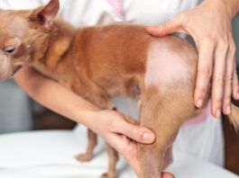 If your dog is showing skin, ear, or other problems a dog allergy test might be helpful.
