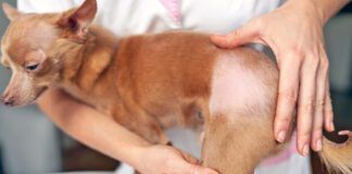 If your dog is showing skin, ear, or other problems a dog allergy test might be helpful.