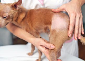 If your dog is showing skin, ear, or other problems a dog allergy test might be helpful.