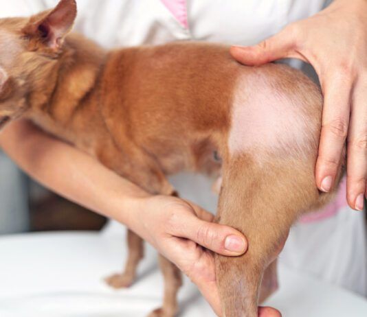 Does My Dog Need an Allergy Test? If your dog is showing skin, ear, or other problems a dog allergy test might be helpful.