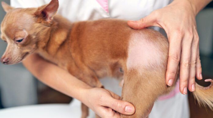 Does My Dog Need an Allergy Test? If your dog is showing skin, ear, or other problems a dog allergy test might be helpful.