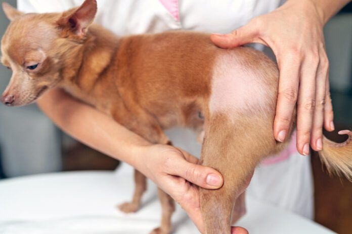 If your dog is showing skin, ear, or other problems a dog allergy test might be helpful.