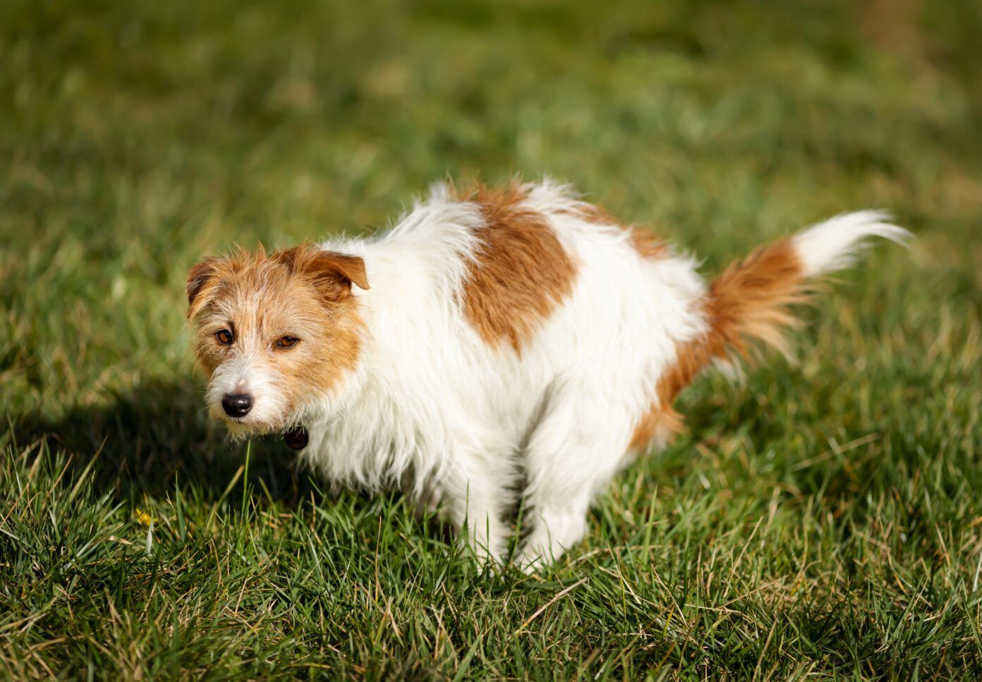 Laxatives for Dog Constipation - Whole Dog Journal