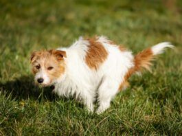 Laxatives for Dog Constipation Laxatives for dogs can be used to treat constipation. However, there are causes of dog constipation to be addressed.