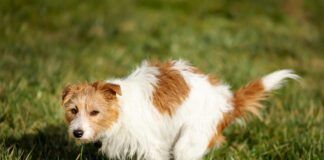 Laxatives for dogs can be used to treat constipation. However, there are causes of dog constipation to be addressed.