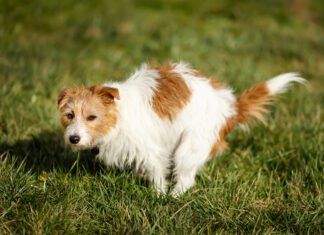 Laxatives for Dog Constipation Laxatives for dogs can be used to treat constipation. However, there are causes of dog constipation to be addressed.