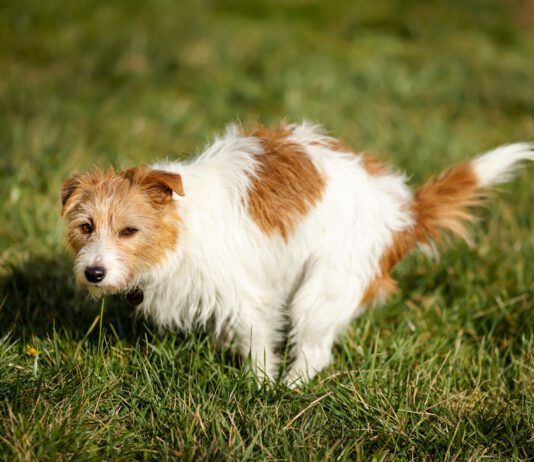 Laxatives for Dog Constipation Laxatives for dogs can be used to treat constipation. However, there are causes of dog constipation to be addressed.