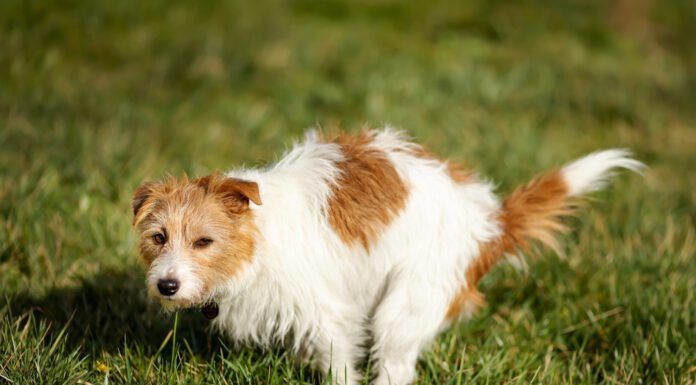 Laxatives for Dog Constipation Laxatives for dogs can be used to treat constipation. However, there are causes of dog constipation to be addressed.