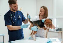 Knowing how to take your dog's temperature accurately is the first step to helping them when they are ill.