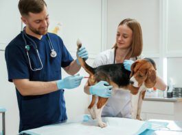 How to Take Your Dog’s Temperature Knowing how to take your dog's temperature accurately is the first step to helping them when they are ill.