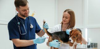 Knowing how to take your dog's temperature accurately is the first step to helping them when they are ill.