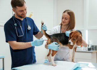 Knowing how to take your dog's temperature accurately is the first step to helping them when they are ill.